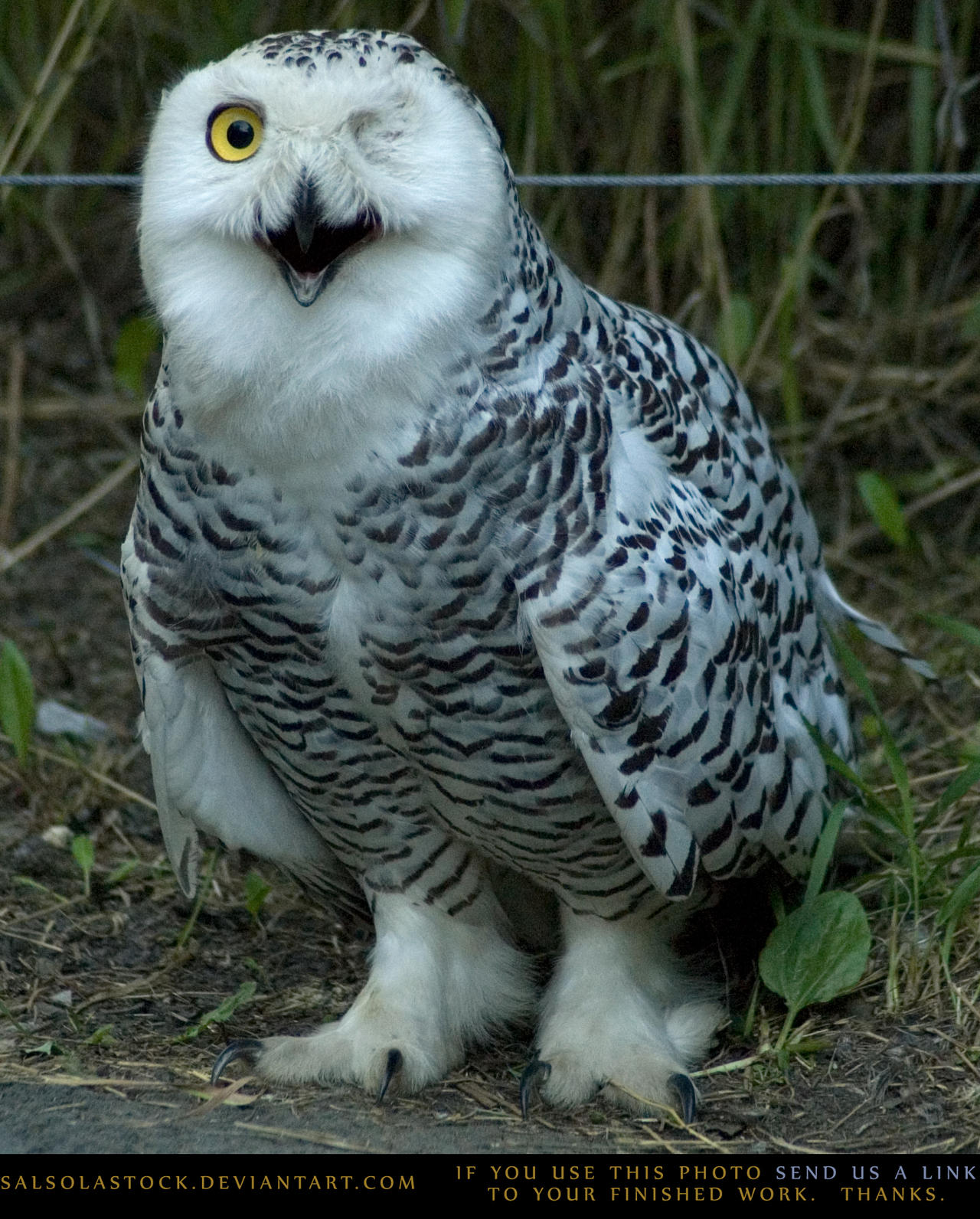 Snowy Owl 1