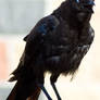 Creepy Crow