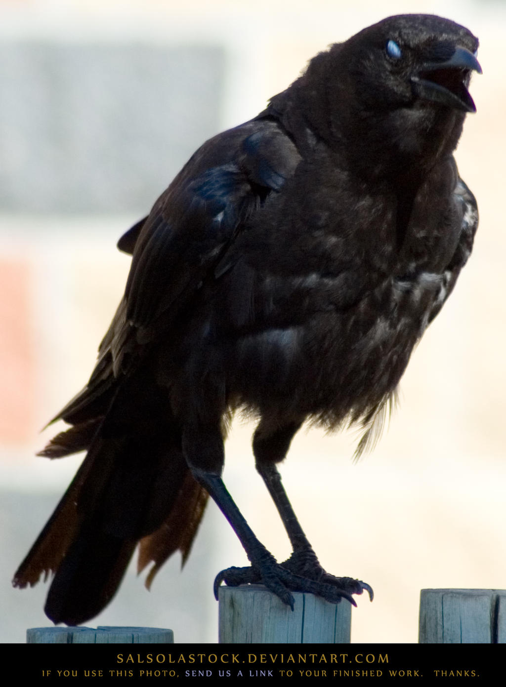 Creepy Crow