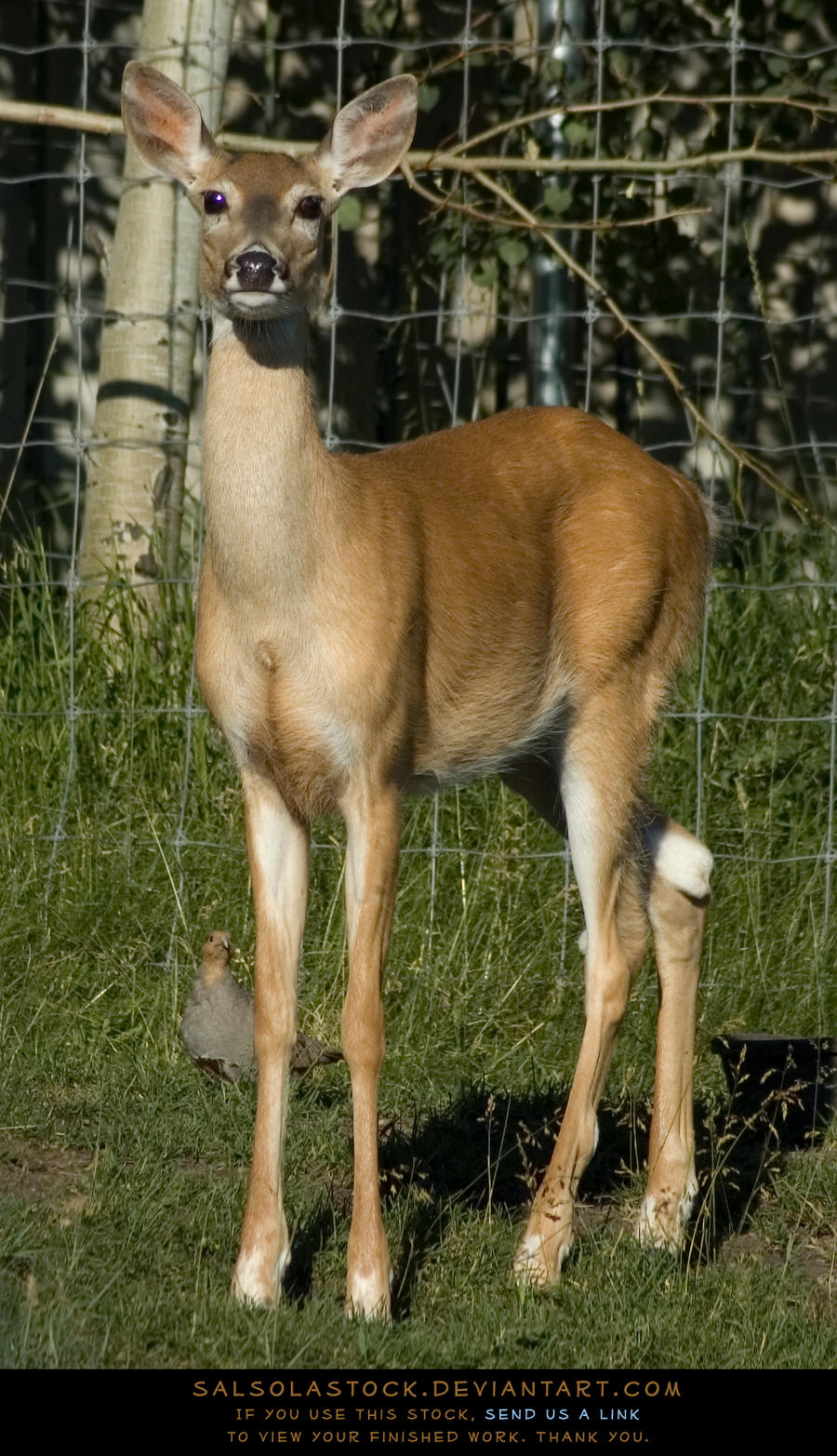 Whitetail Doe 4