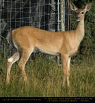 Whitetail Doe 1 by SalsolaStock