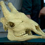 Giraffe Skull