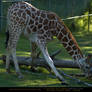 Giraffe Yoga 1