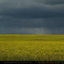 Canola Field 5