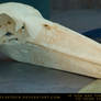 Marabou Stork Skull