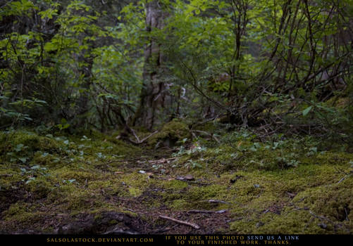 Woodland Floor