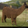 Suri Alpaca 6