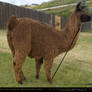 Suri Alpaca 5