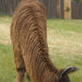Suri Alpaca 4