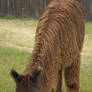 Suri Alpaca 3