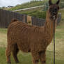 Suri Alpaca 1