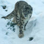 Snow Leopard