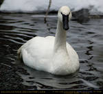 Trumpeter Swan 2