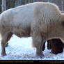 White Bison