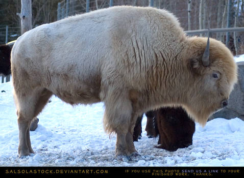 White Bison