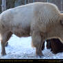 White Bison Eyes Closed