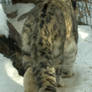 Snow Leopard Bootay