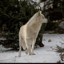 Arctic Wolf 2