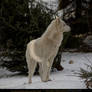 Arctic Wolf 3