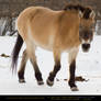 Asian Wild Horse 2