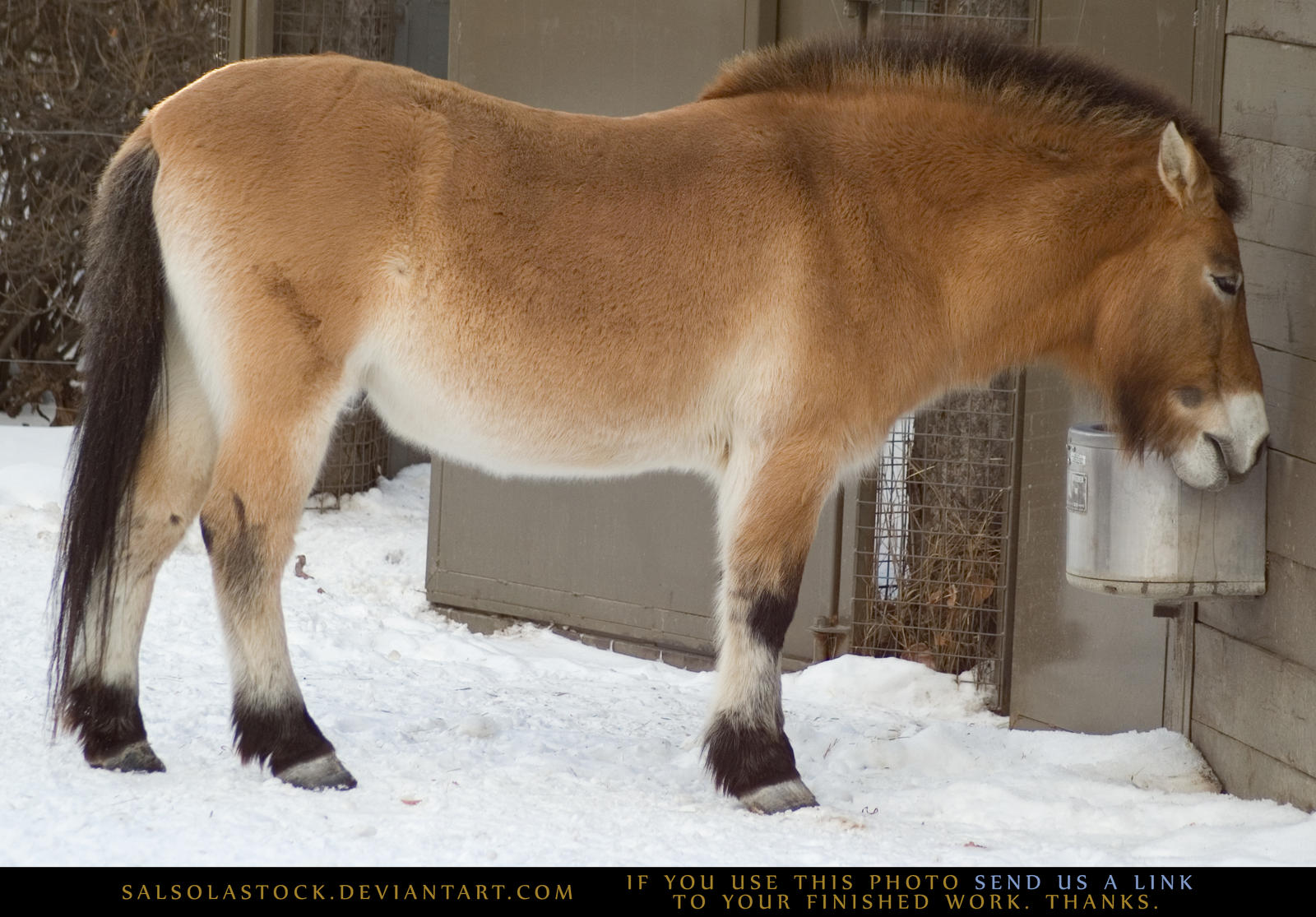 Asian Wild Horse 1