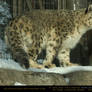 Snow Leopard 3