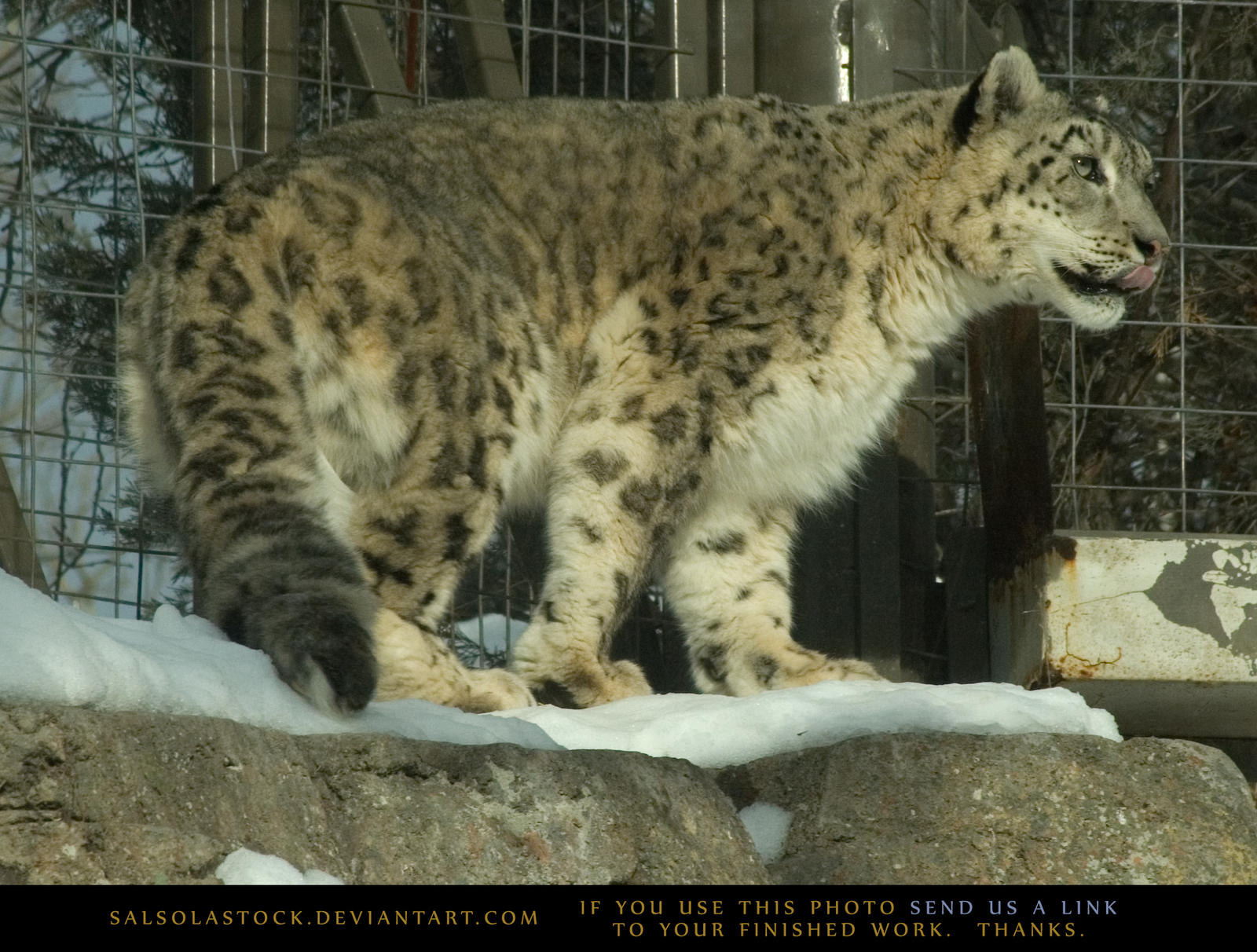 Snow Leopard 3