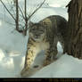 Snow Leopard 4