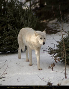 Arctic Wolf 5