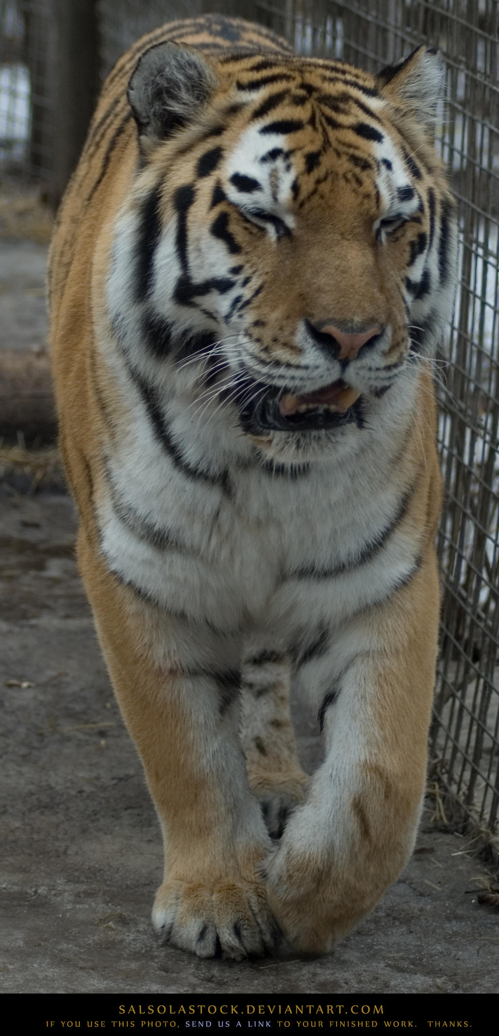 Tyger 2