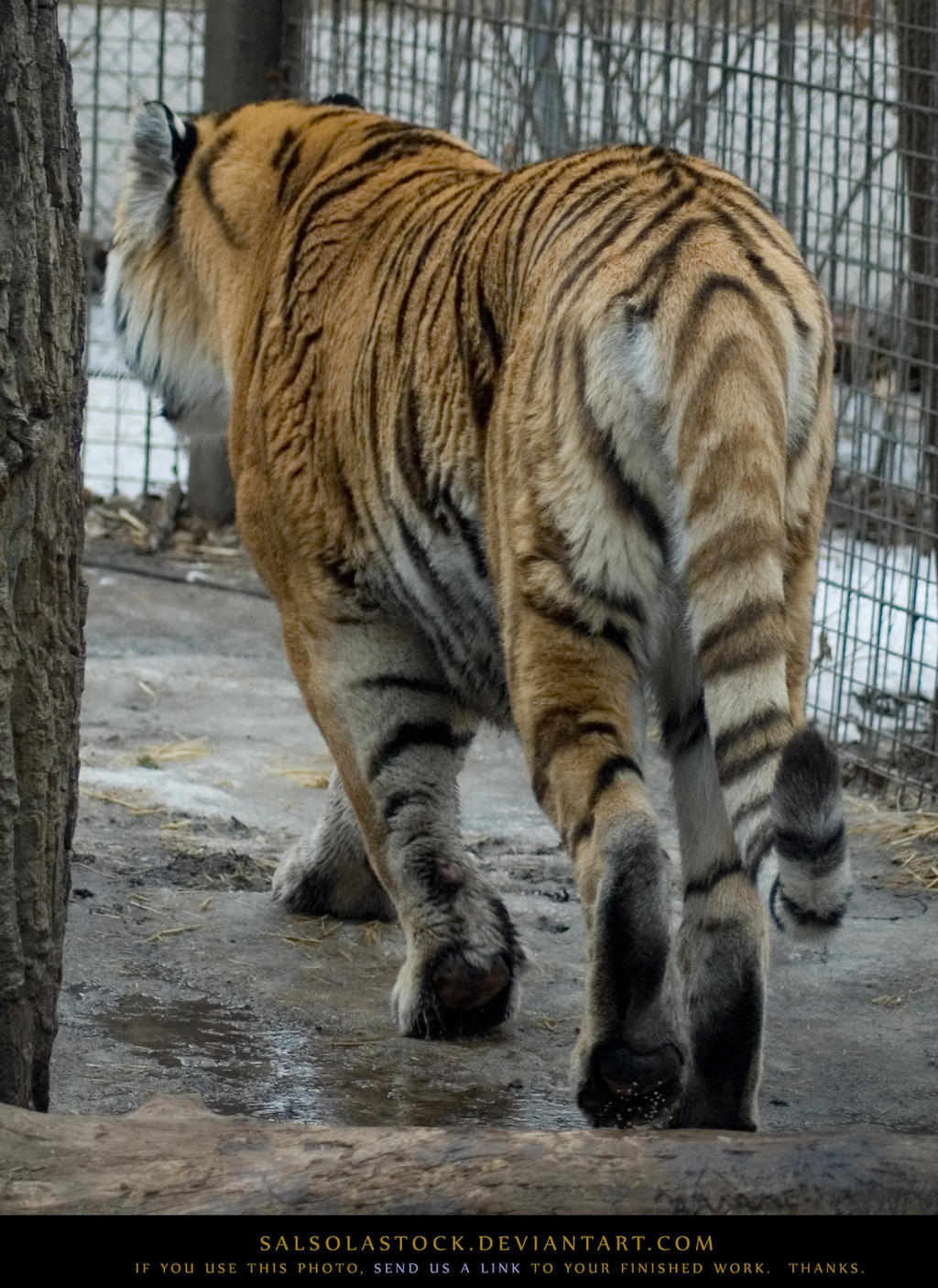Tyger 7