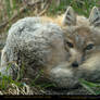 Sleepy Swift Fox 3