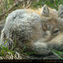 Sleepy Swift Fox 2