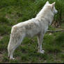 Arctic Wolf 6