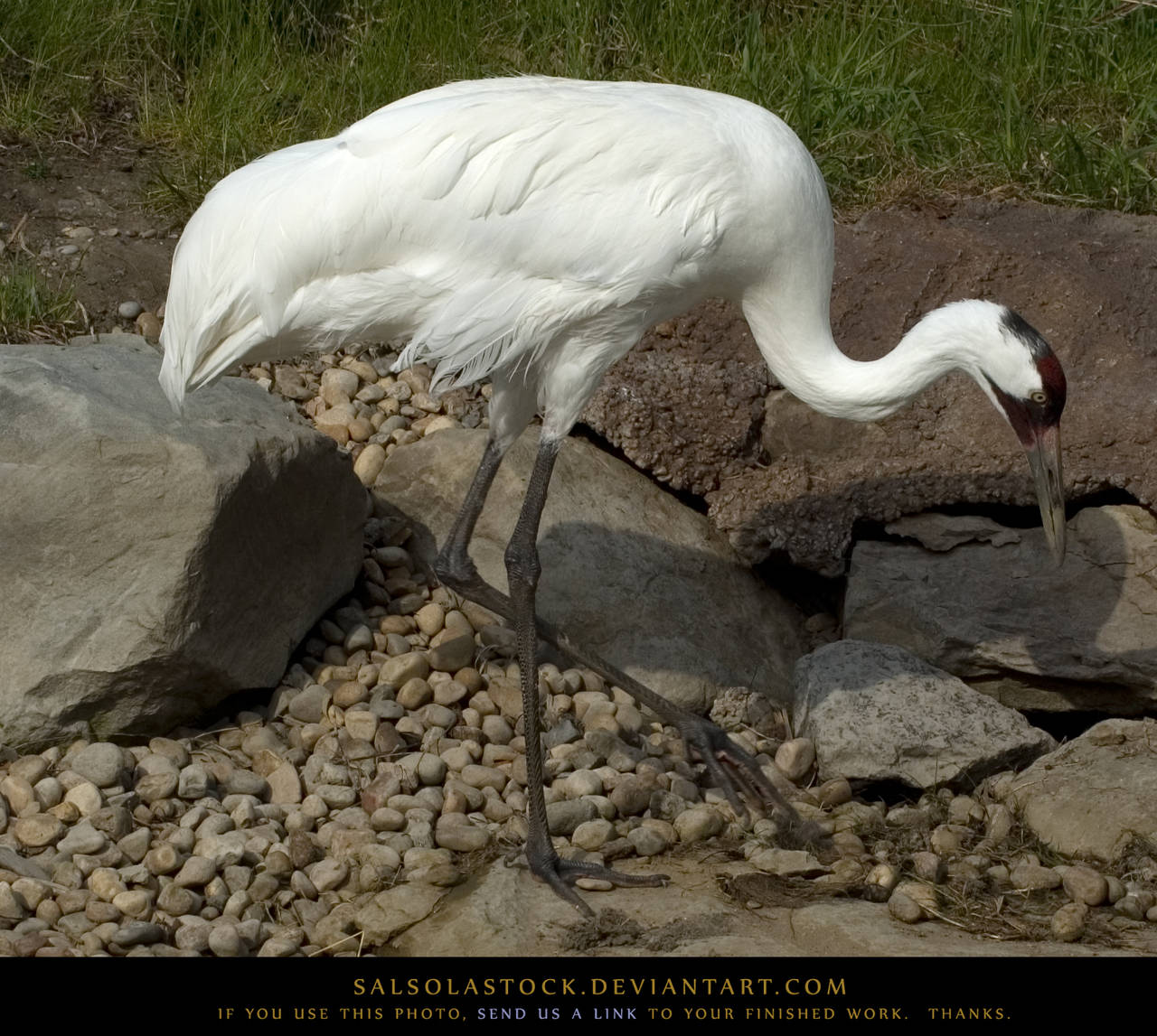 Whooping Crane 2 by SalsolaStock