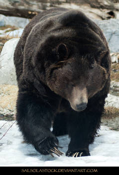 Grizzly Bear 4