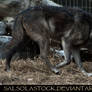Gray Wolf 5