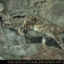Snow Leopard 8