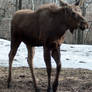 Moose 4