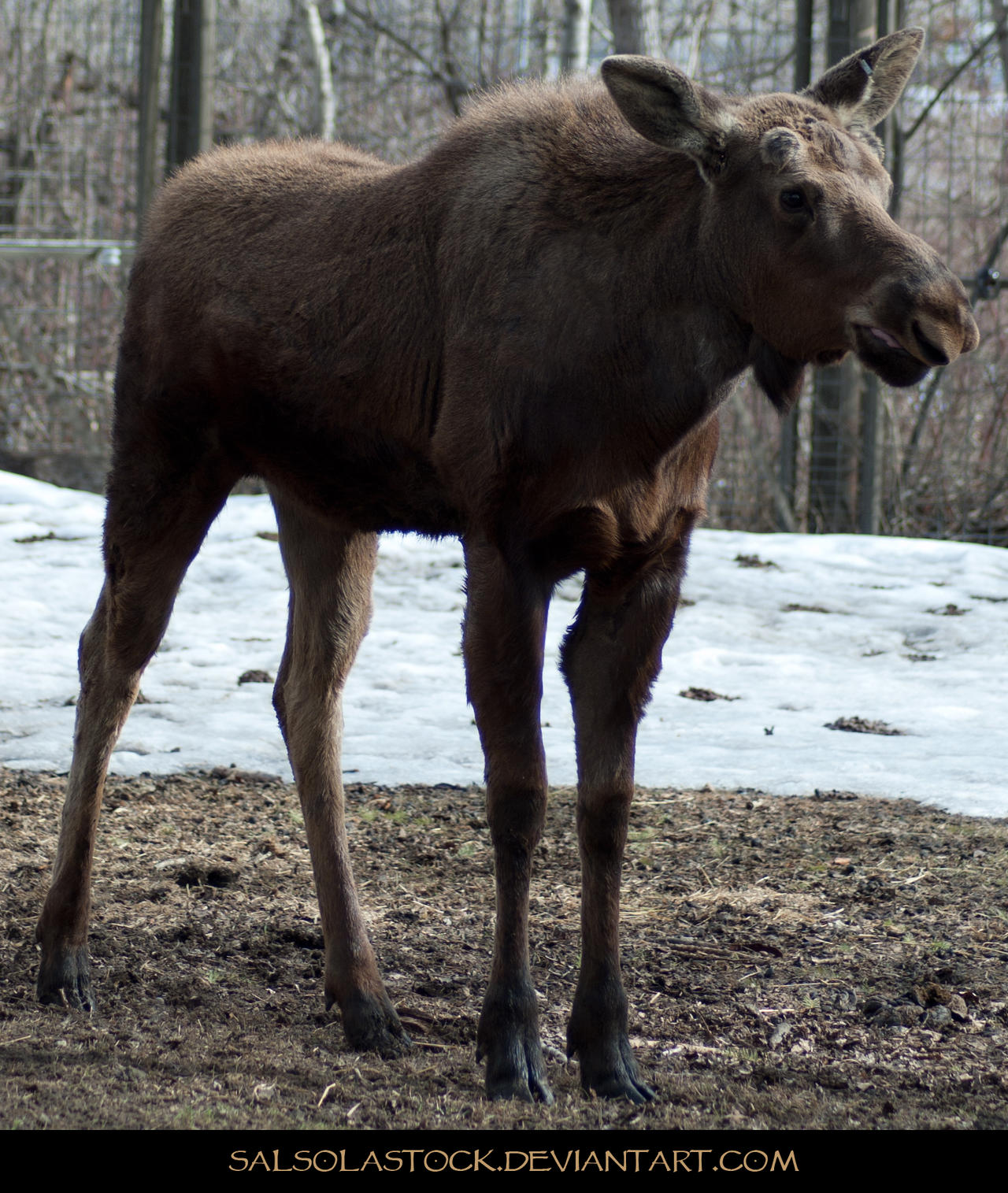 Moose 5