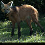 Maned Wolf 2