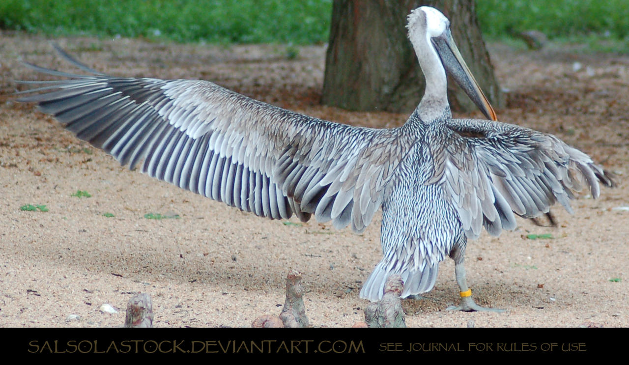 Pelican Wingstretch 5