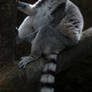 Ring Tailed Lemur 3