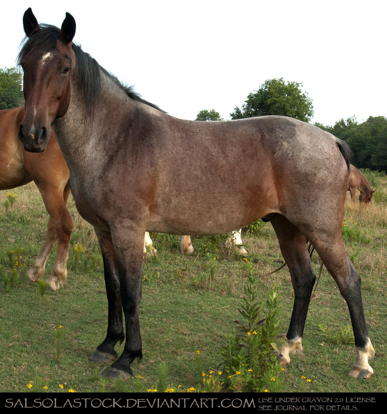 Bay Roan Gelding 5
