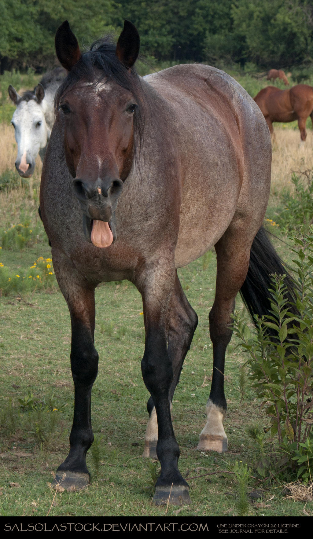Bay Roan Gelding 7