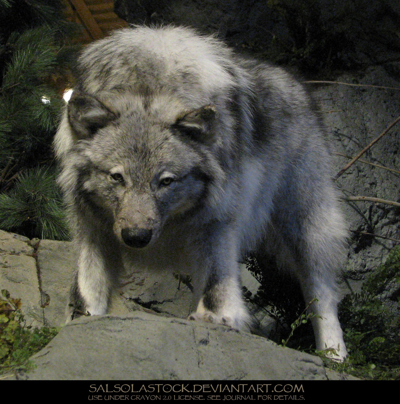 Gray Wolf 7
