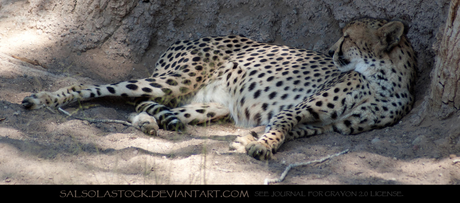 Cheetah 2