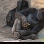 Gorilla 02