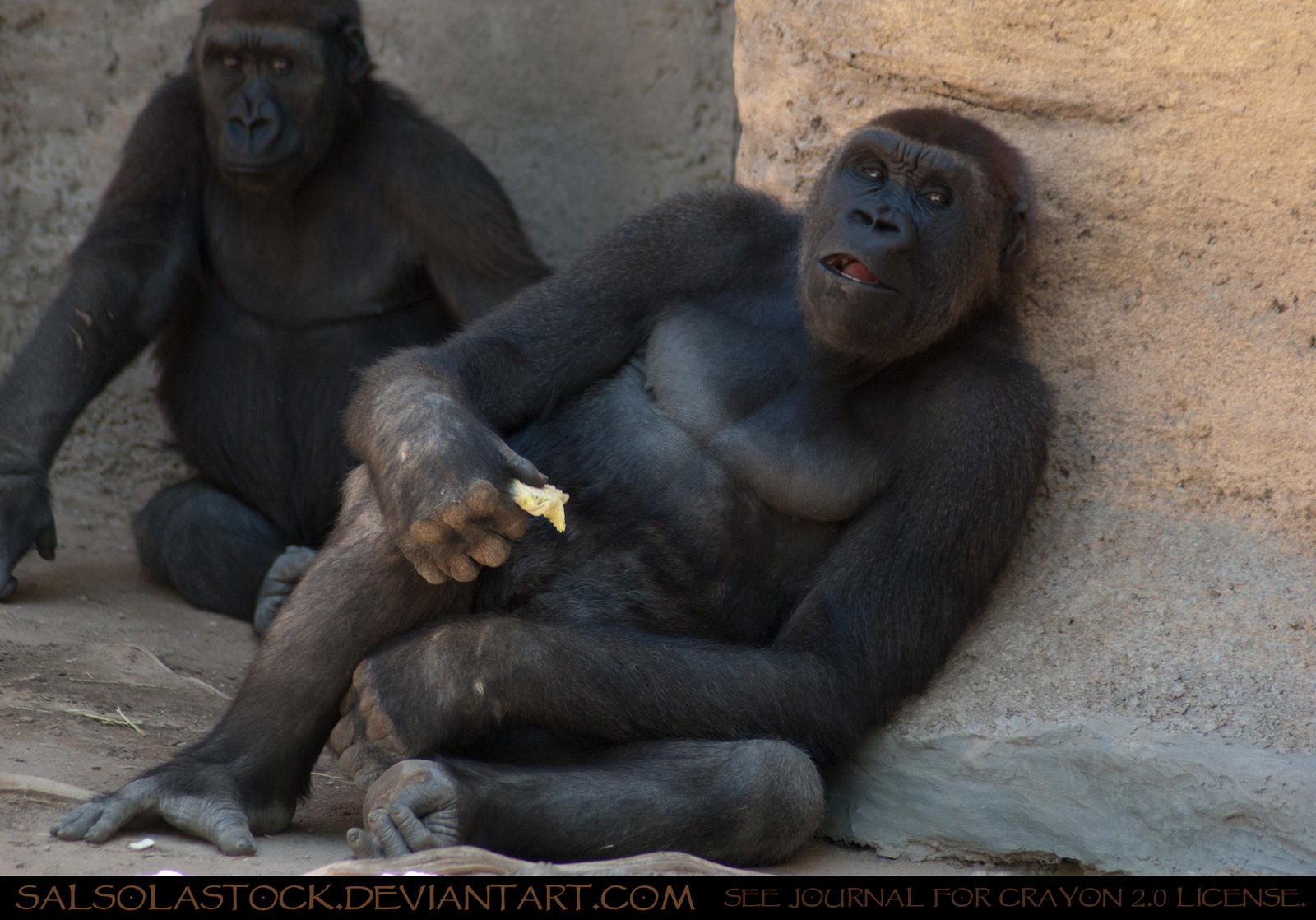 Gorilla 03