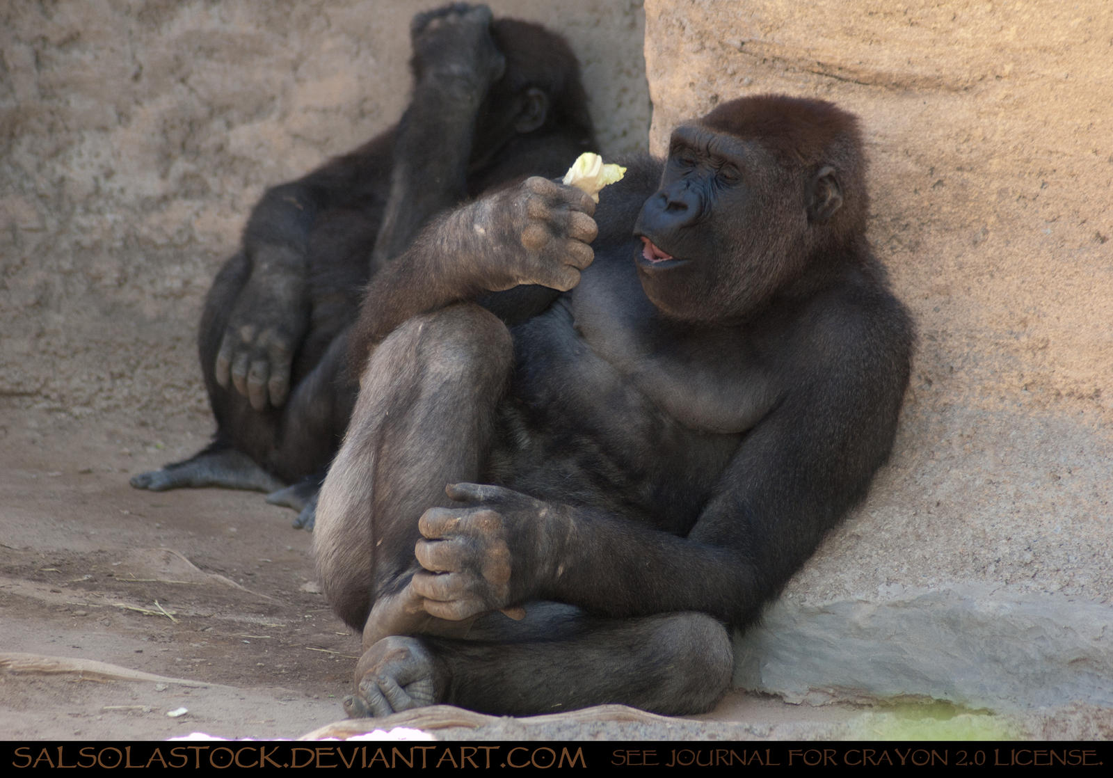 Gorilla 04